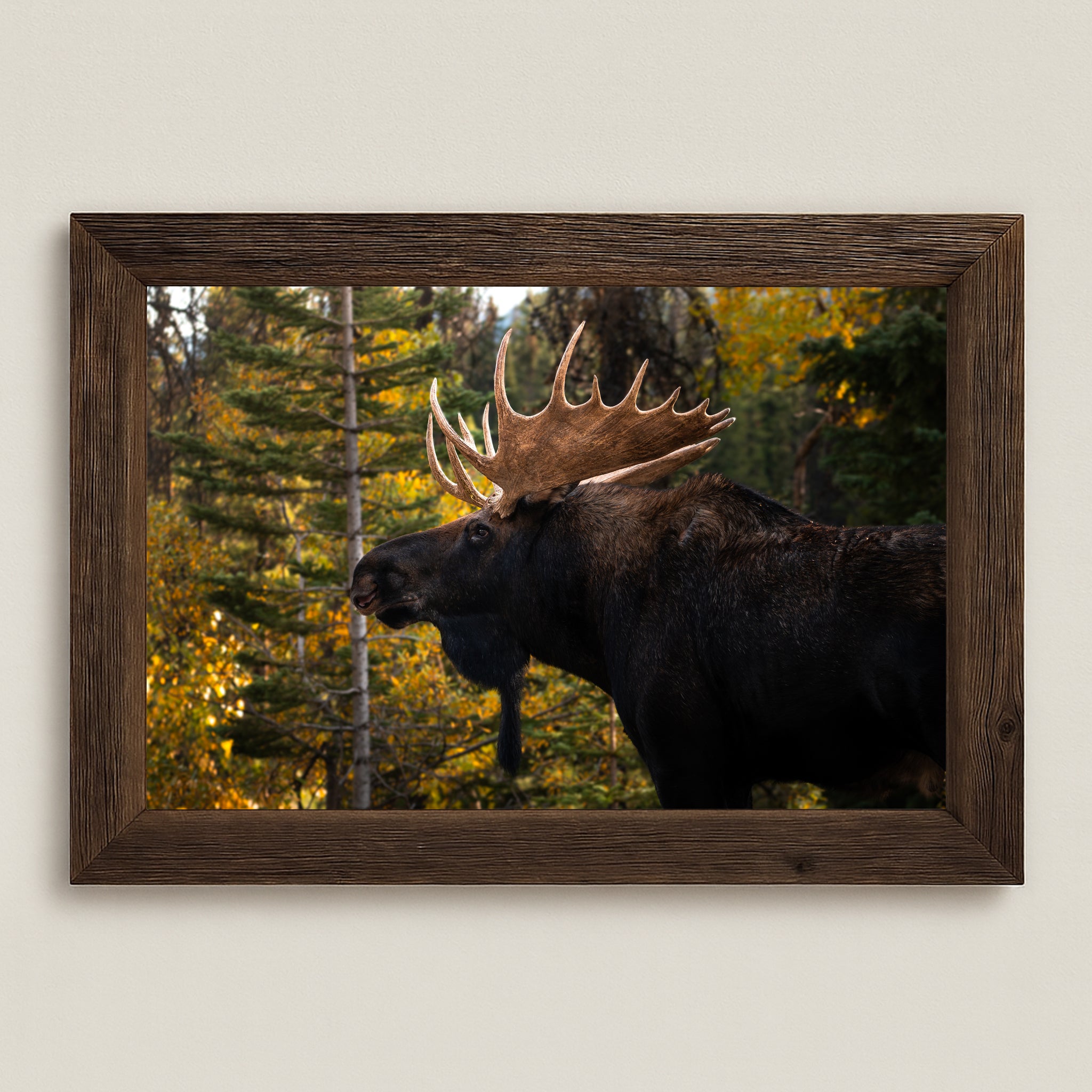 Moose