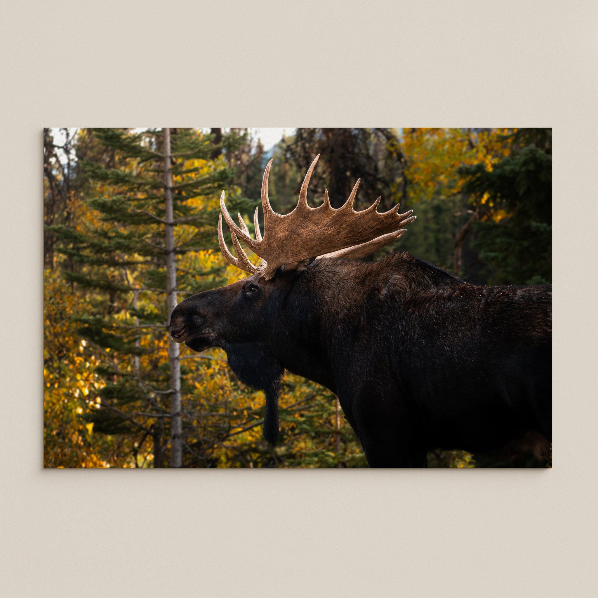Moose