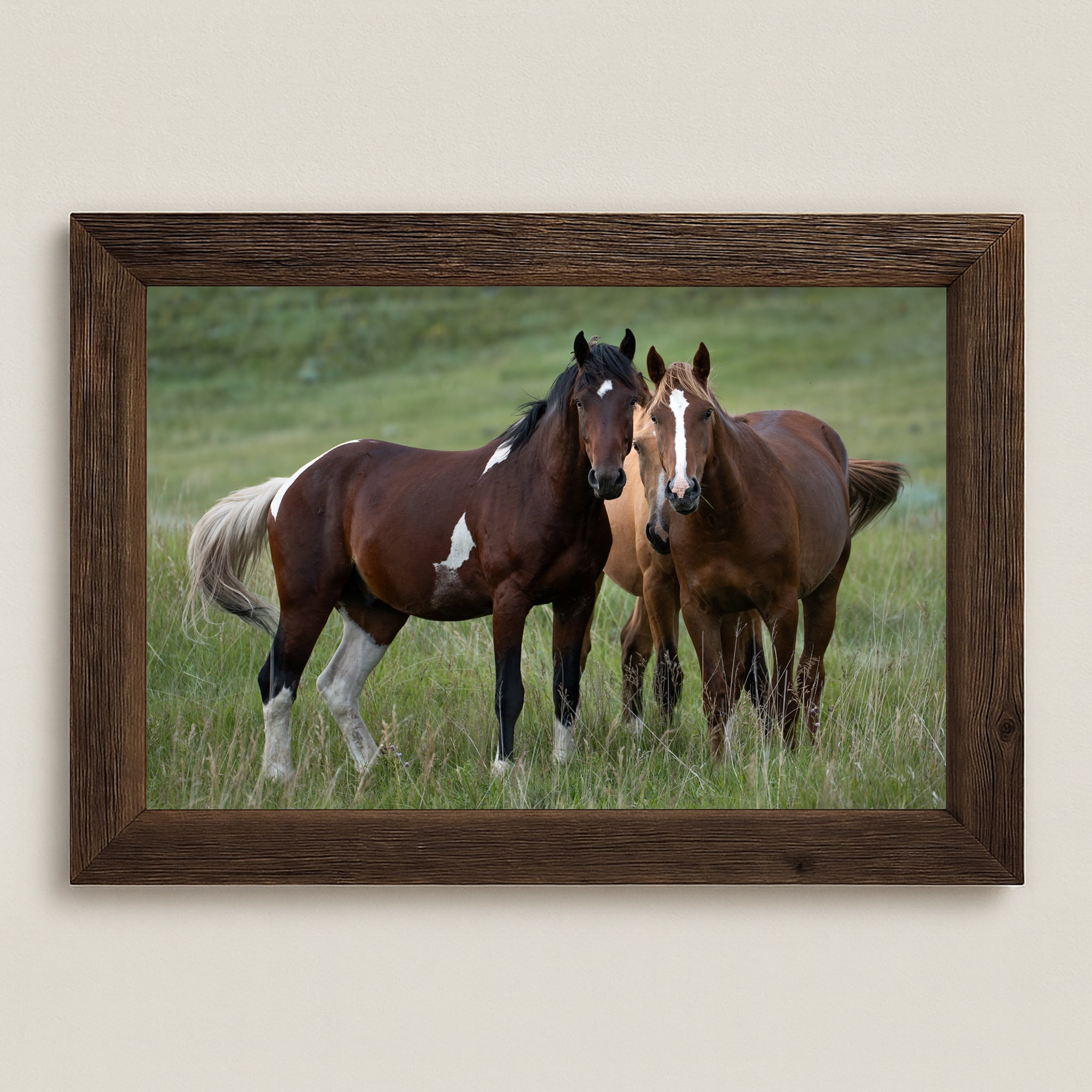 Horses